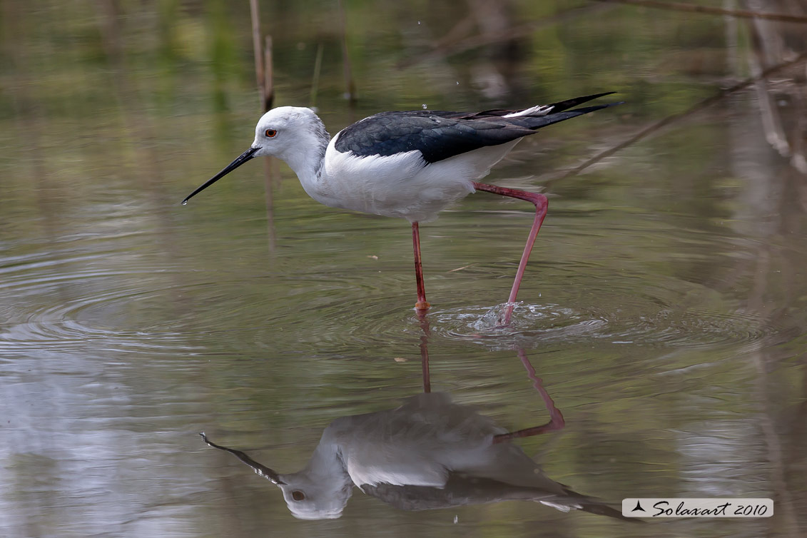 Cavaliere d'Italia - femmina -  (Himantopus himantopus)