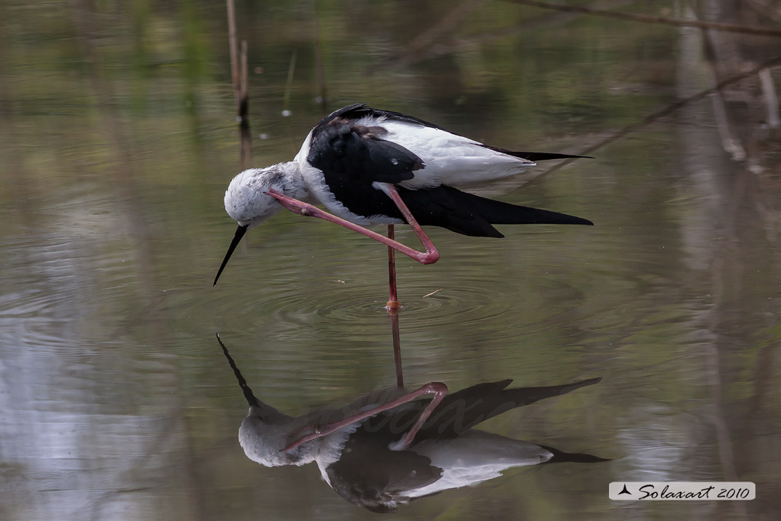 Himantopus himantopus - Cavaliere d'Italia -  Black-winged Stilt,