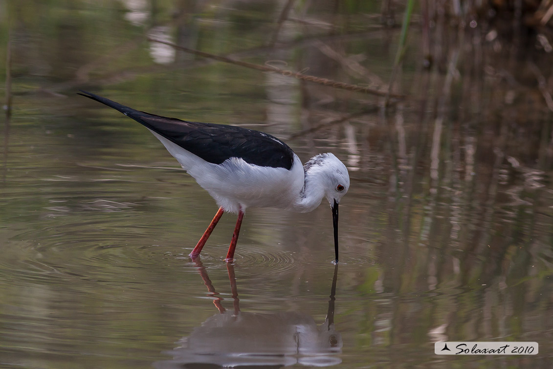 Himantopus himantopus - Cavaliere d'Italia - Black-winged Stilt
