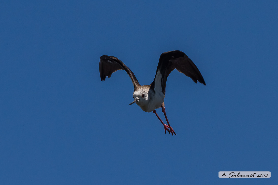 Himantopus himantopus - Cavaliere d'Italia - Black-winged Stilt