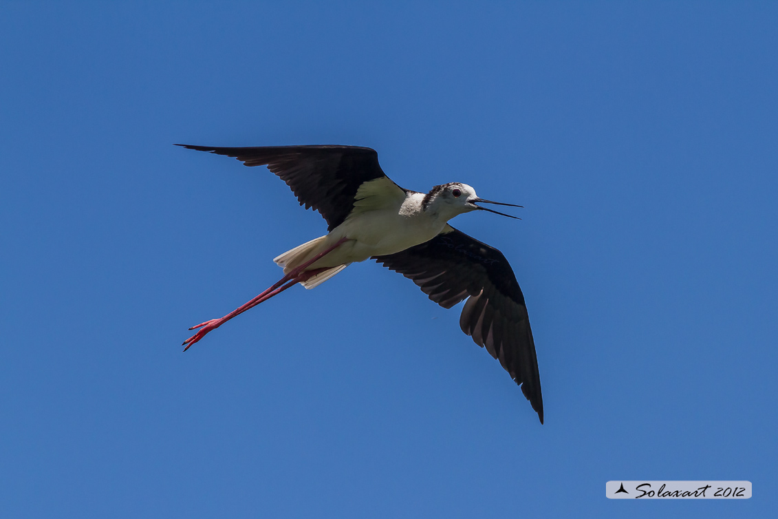Himantopus himantopus - Cavaliere d'Italia - Black-winged Stilt