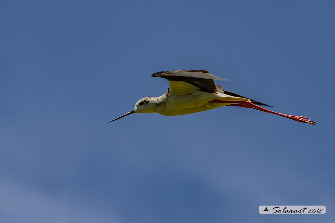Himantopus himantopus - Cavaliere d'Italia - Black-winged Stilt