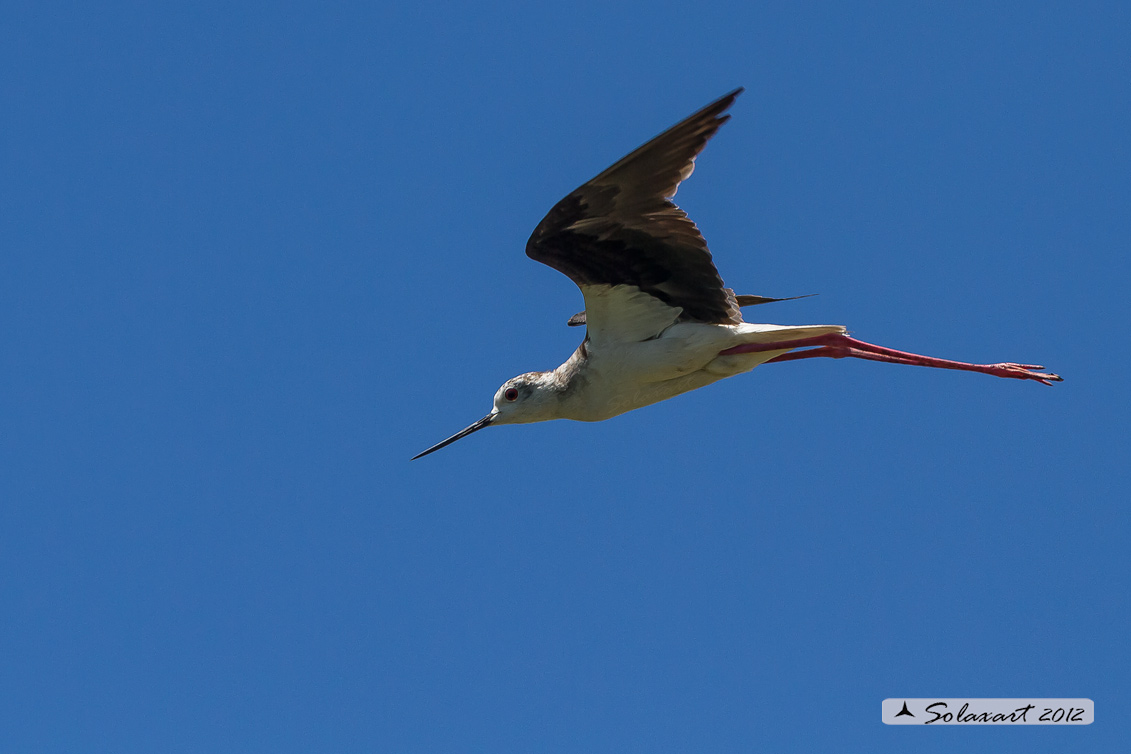 Himantopus himantopus - Cavaliere d'Italia - Black-winged Stilt