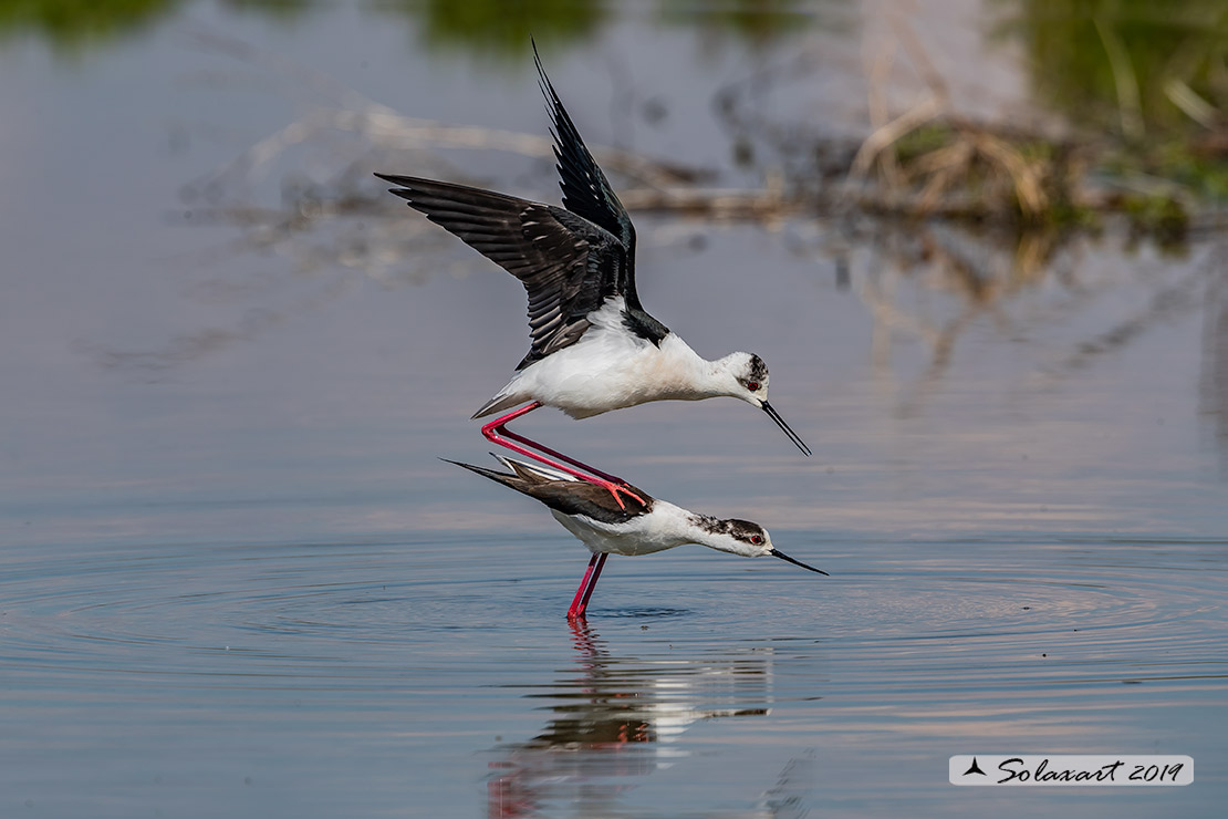 Himantopus himantopus - Cavaliere d'Italia, - Black-winged Stilt