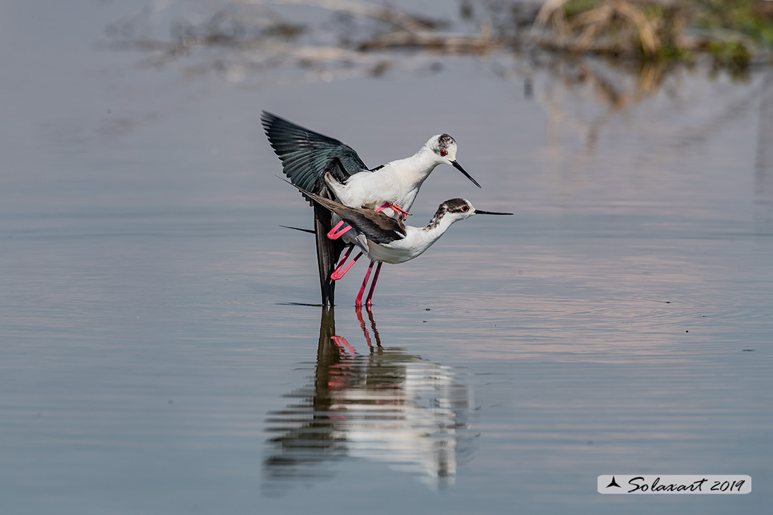 Himantopus himantopus - Cavaliere d'Italia, - Black-winged Stilt