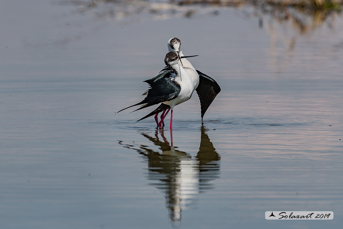 Himantopus himantopus - Cavaliere d'Italia, - Black-winged Stilt