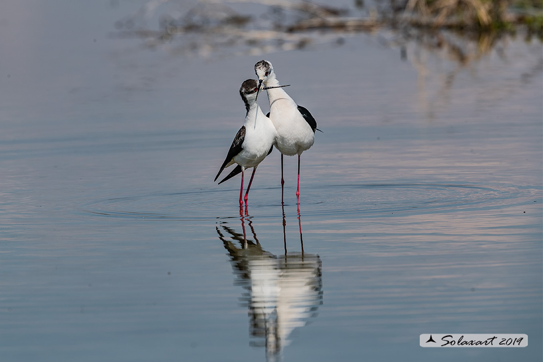 Himantopus himantopus - Cavaliere d'Italia, - Black-winged Stilt