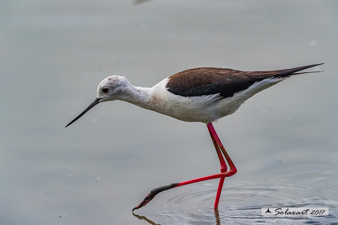 Himantopus himantopus - Cavaliere d'Italia, - Black-winged Stilt