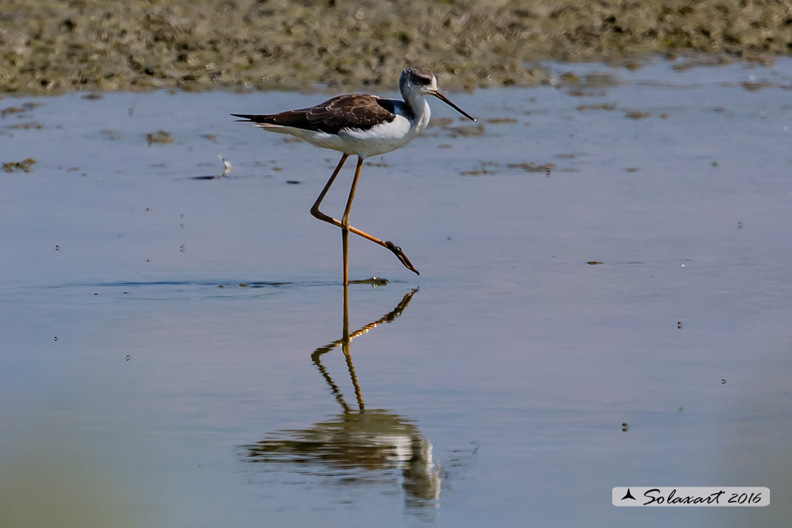 Himantopus himantopus: Cavaliere d'Italia (maschio);  Black-winged Stilt (male)