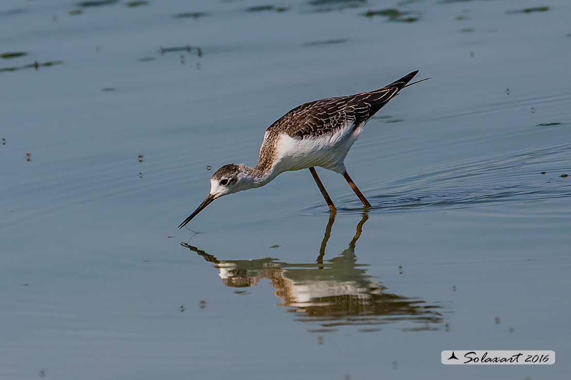 Himantopus himantopus: Cavaliere d'Italia (maschio);  Black-winged Stilt (male)