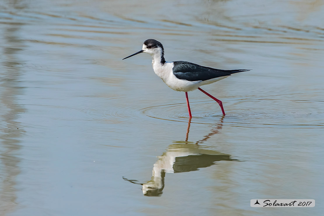 Himantopus himantopus  -  Cavaliere d'Italia, maschio  -  Black-winged Stilt, male