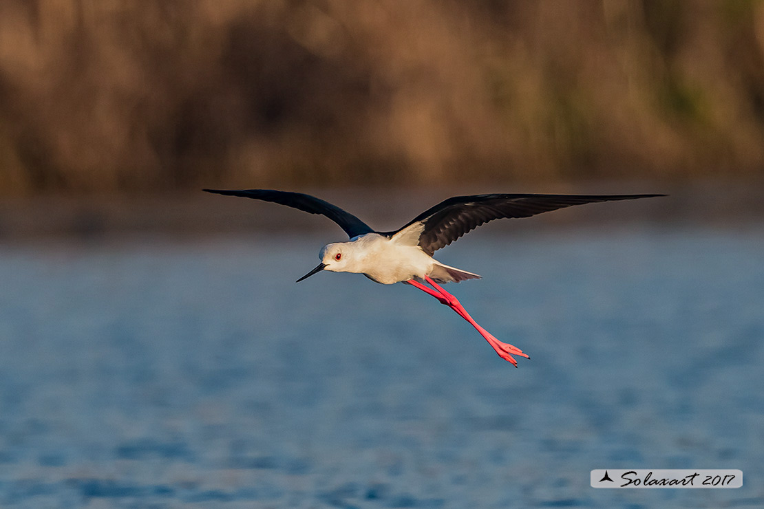 Himantopus himantopus - Cavaliere d'Italia, - Black-winged Stilt