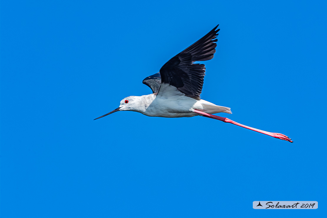 Himantopus himantopus - Cavaliere d'Italia, - Black-winged Stilt