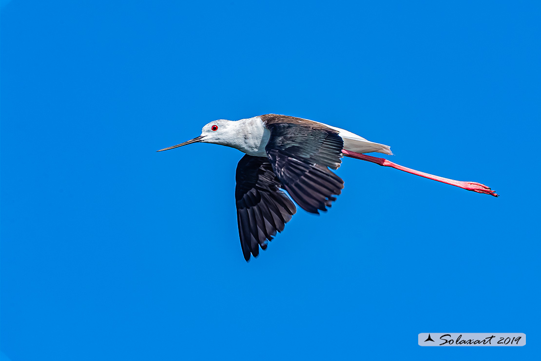 Himantopus himantopus - Cavaliere d'Italia, - Black-winged Stilt