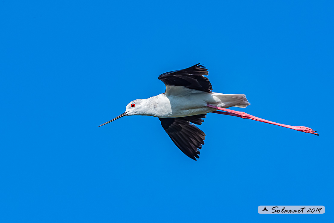 Himantopus himantopus - Cavaliere d'Italia, - Black-winged Stilt