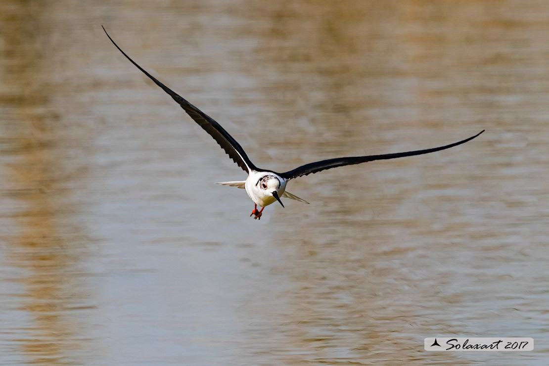 Himantopus himantopus - Cavaliere d'Italia, - Black-winged Stilt