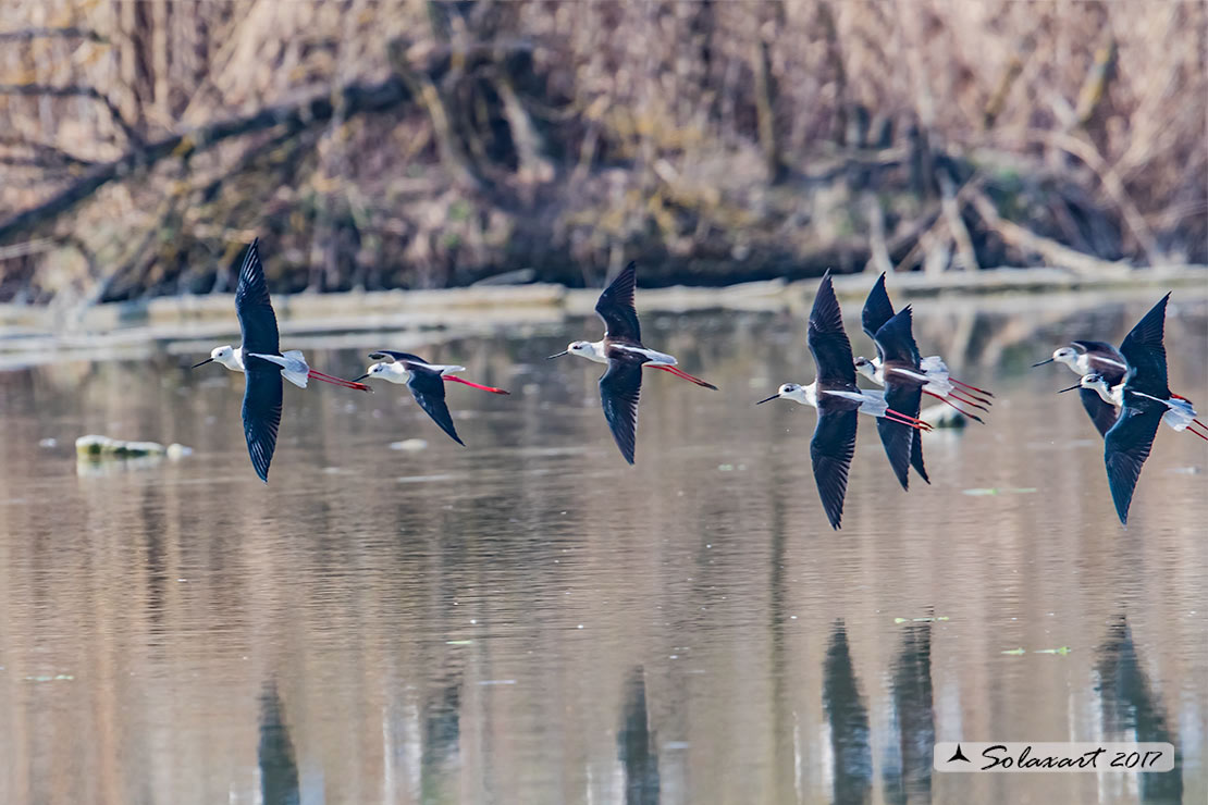 Himantopus himantopus - Cavaliere d'Italia, - Black-winged Stilt