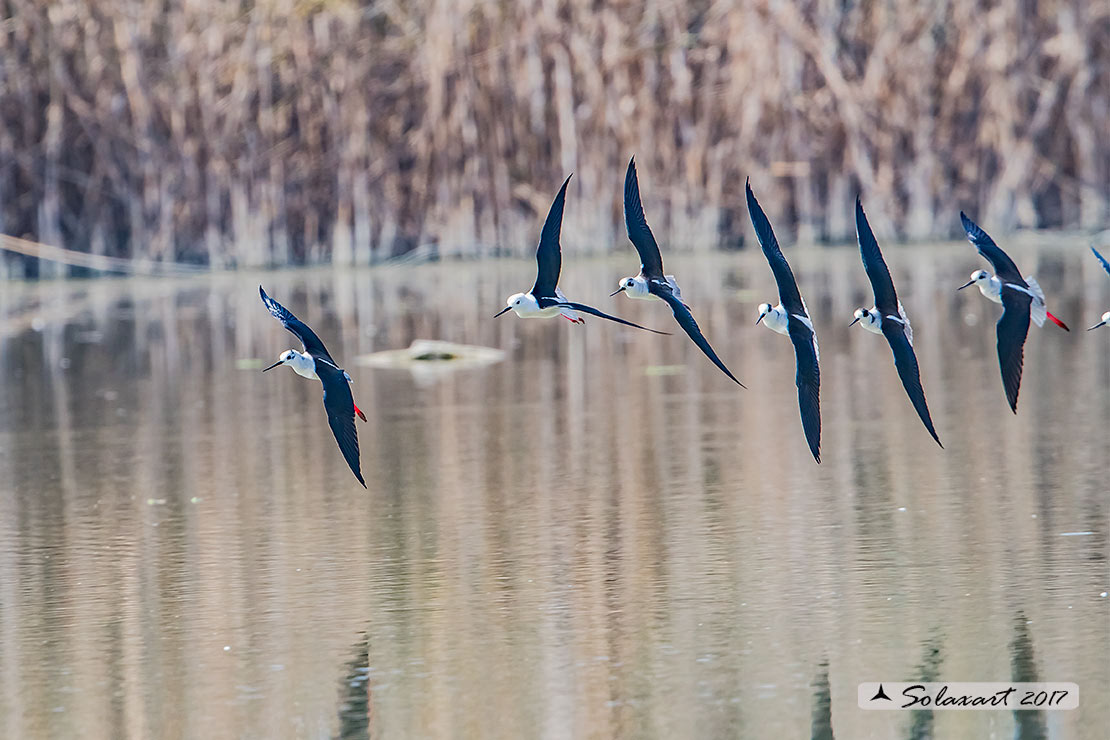 Himantopus himantopus - Cavaliere d'Italia, - Black-winged Stilt