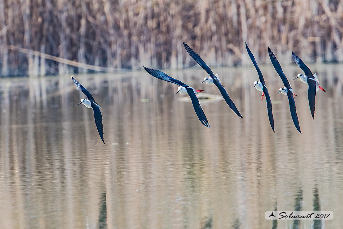 Himantopus himantopus - Cavaliere d'Italia, - Black-winged Stilt
