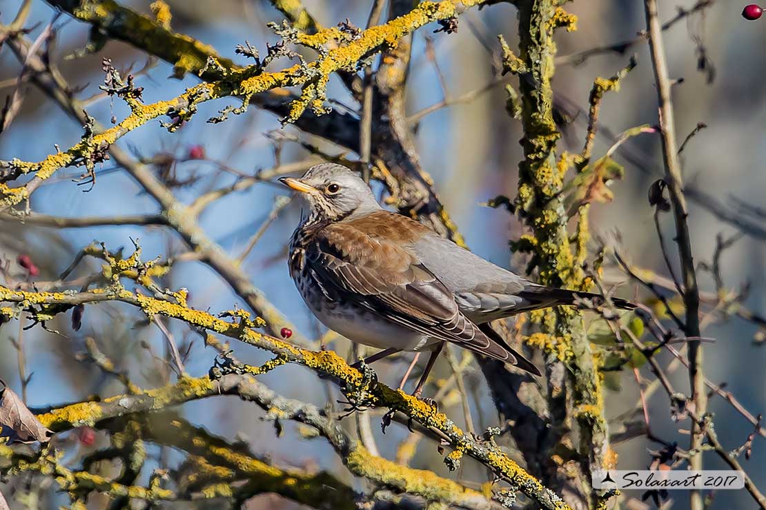 Turdus pilaris: Cesena; Fieldfare