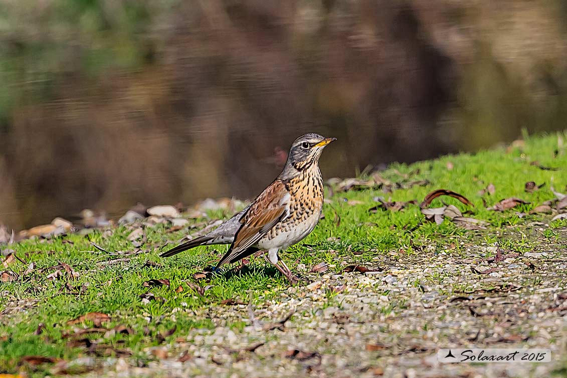 Turdus pilaris: Cesena; Fieldfare