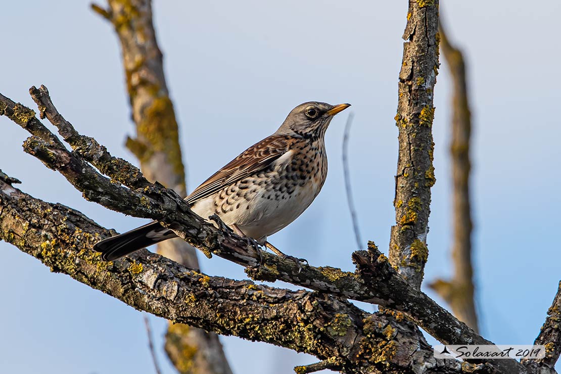 Turdus pilaris: Cesena; Fieldfare