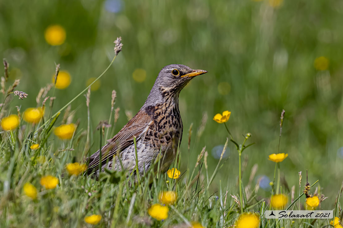 Turdus pilaris: Cesena; Fieldfare