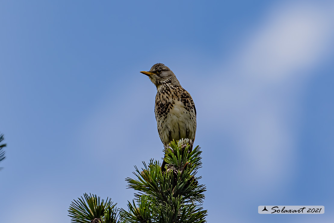 Turdus pilaris: Cesena; Fieldfare
