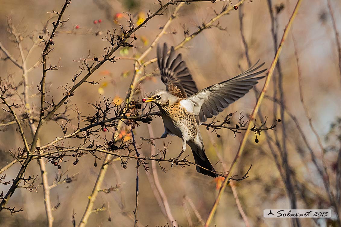 Turdus pilaris: Cesena; Fieldfare
