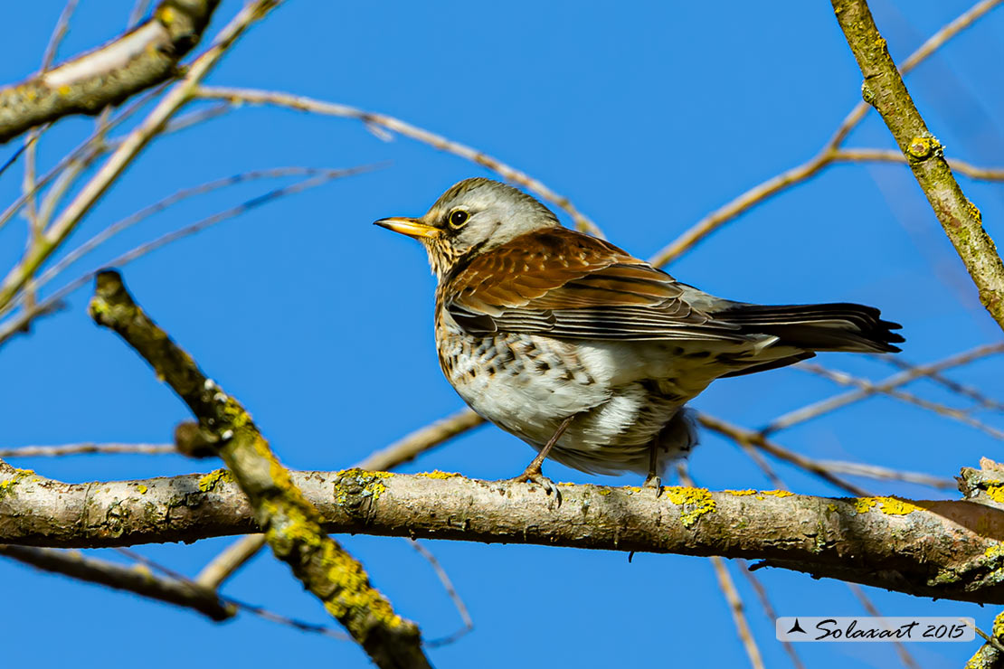 Turdus pilaris: Cesena; Fieldfare