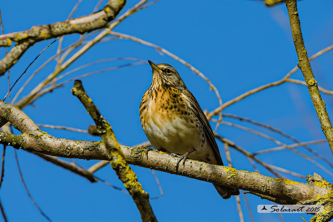 Turdus pilaris: Cesena; Fieldfare