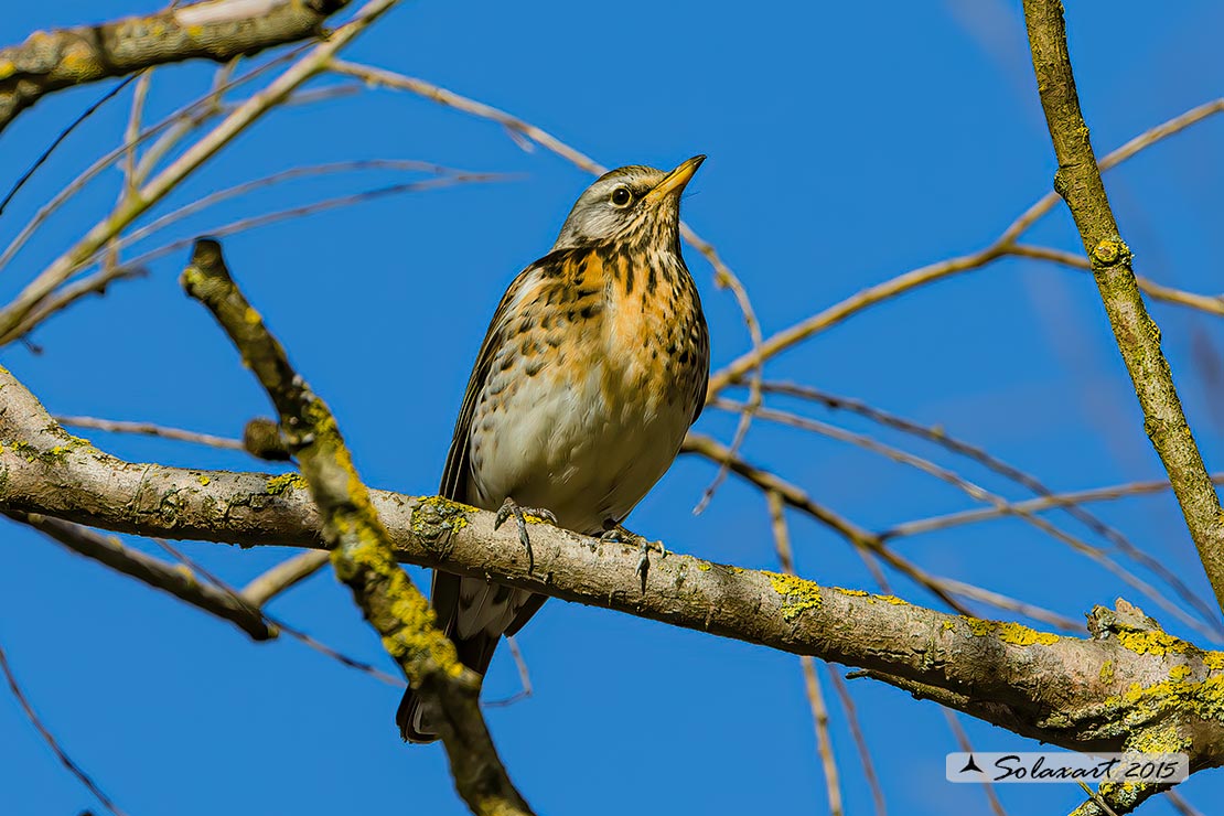 Turdus pilaris: Cesena; Fieldfare