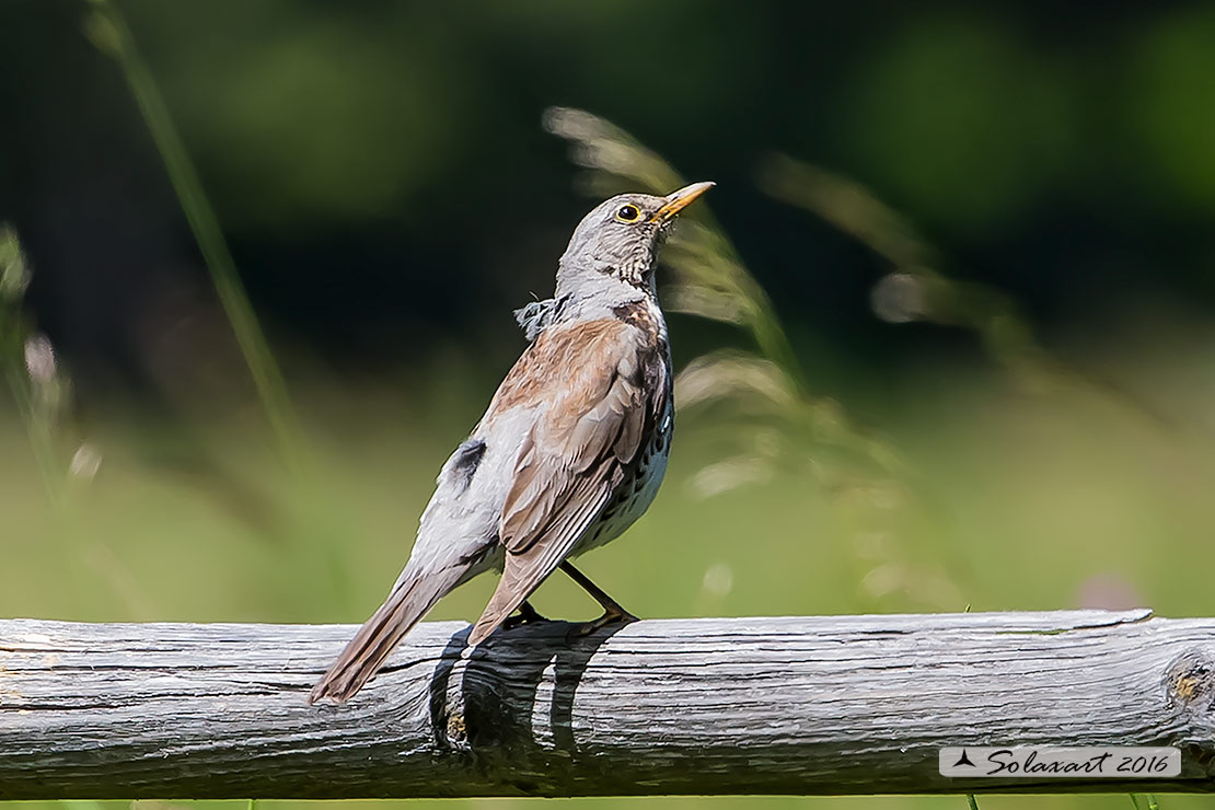 Turdus pilaris: Cesena; Fieldfare