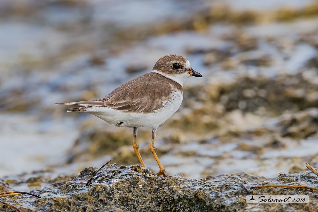 Charadrius wilsonia :  corriere di Wilson (maschio) ;  Wilson's plover (female)