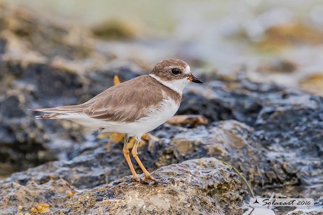 Charadrius wilsonia :  corriere di Wilson (maschio) ;  Wilson's plover (female)