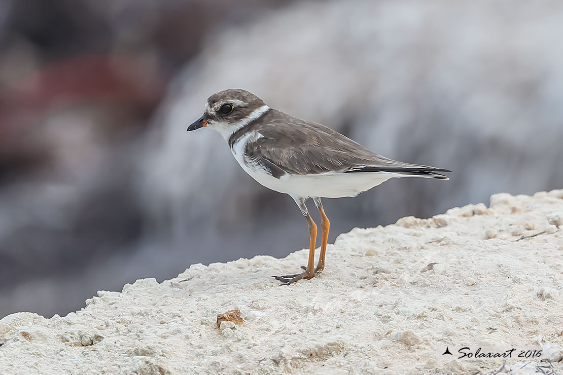 Charadrius wilsonia :  corriere di Wilson (maschio) ;  Wilson's plover (male)