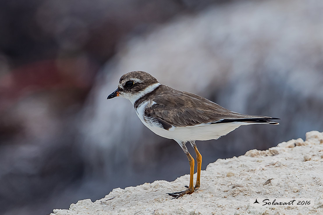 Charadrius wilsonia :  corriere di Wilson (maschio) ;  Wilson's plover (male)