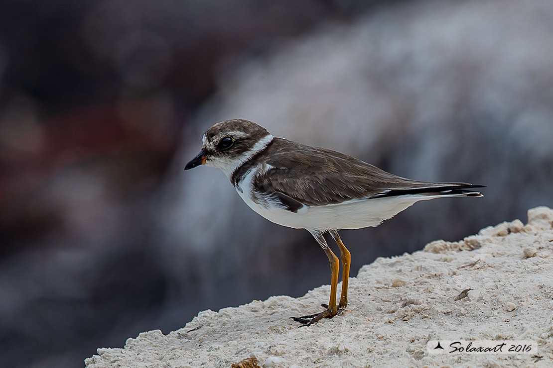 Charadrius wilsonia :  corriere di Wilson (maschio) ;  Wilson's plover (male)