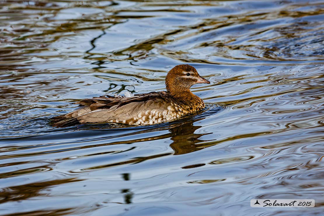 Chenonetta jubata - Anatra crinita - Maned Duck