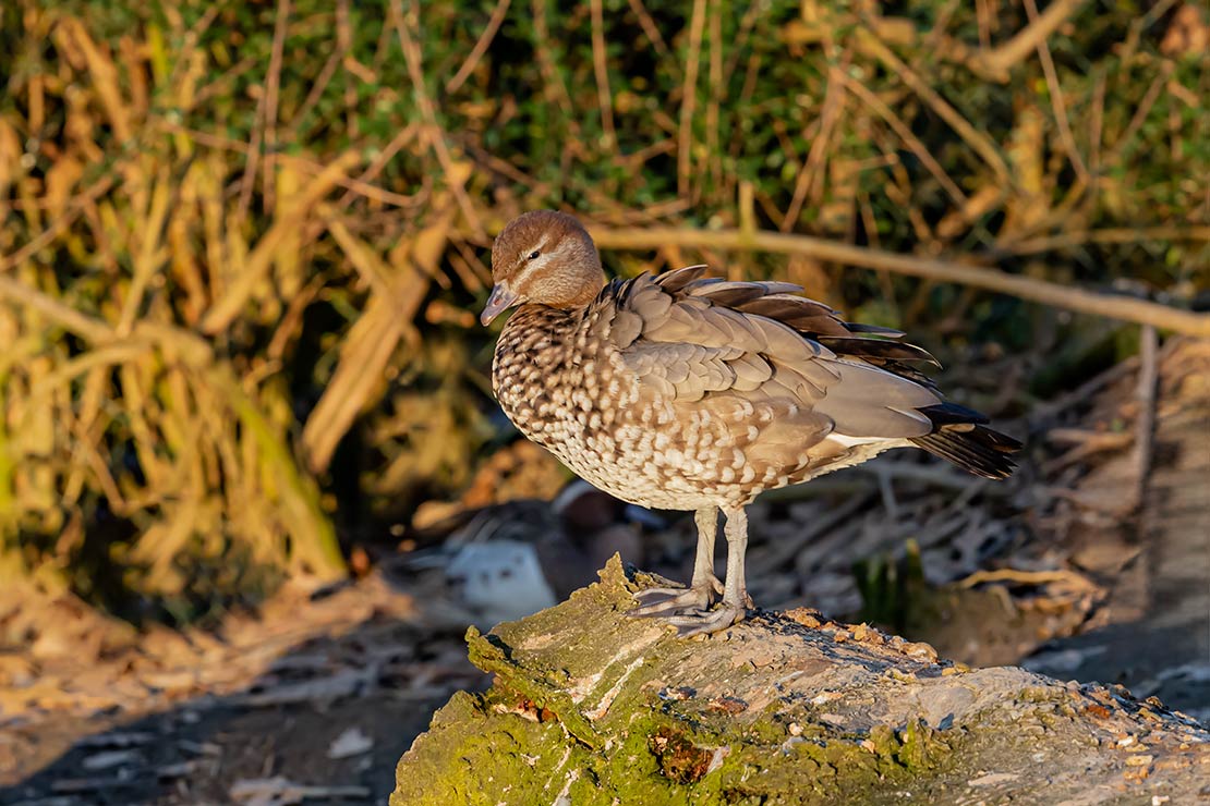 Chenonetta jubata - Anatra crinita - Maned Duck