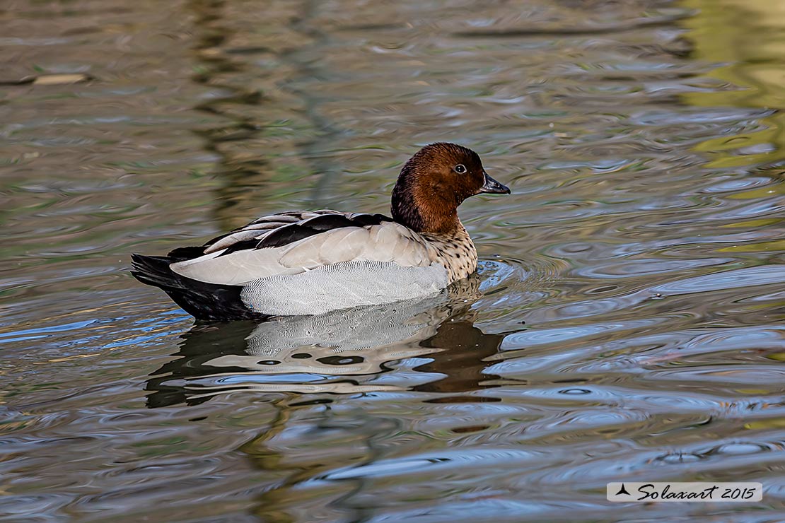Chenonetta jubata - Anatra crinita - Maned Duck