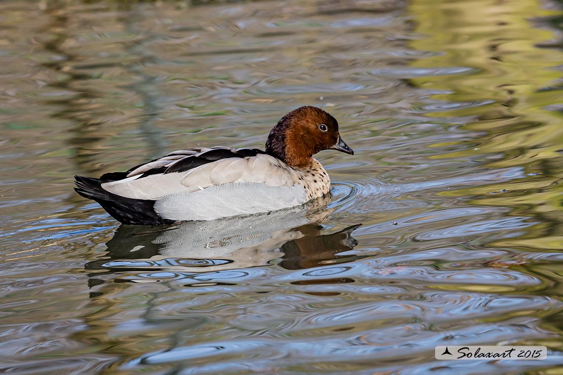 Chenonetta jubata - Anatra crinita - Maned Duck