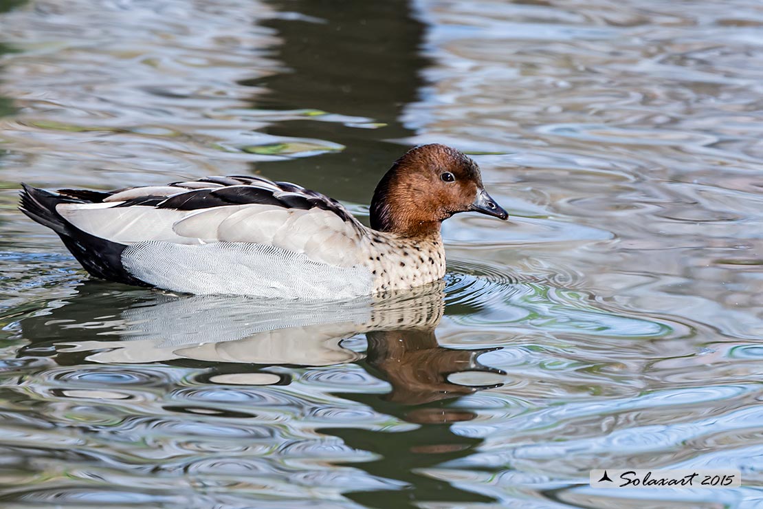 Chenonetta jubata - Anatra crinita - Maned Duck