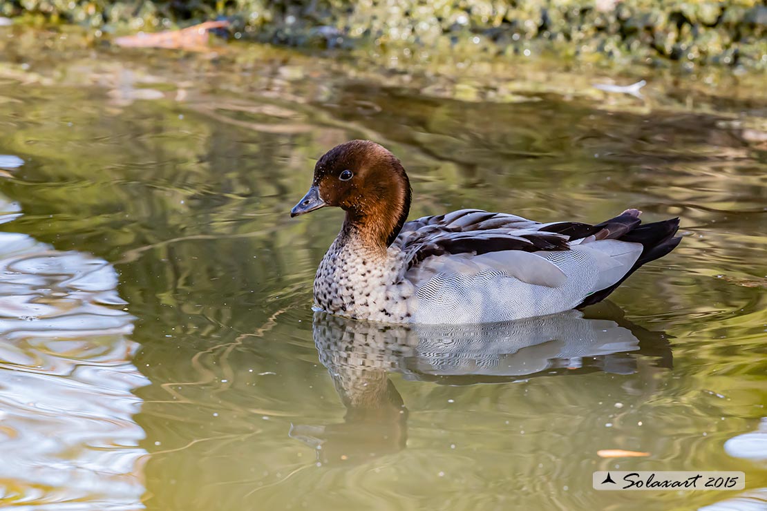 Chenonetta jubata - Anatra crinita - Maned Duck
