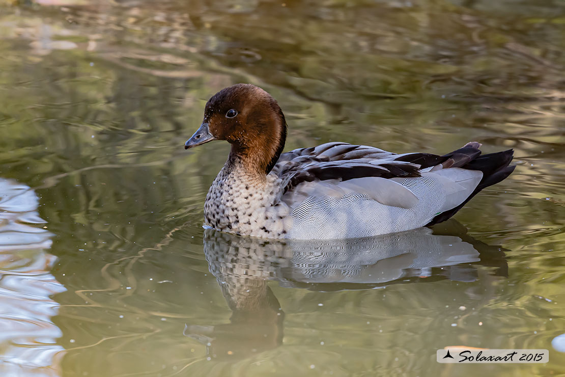 Chenonetta jubata - Anatra crinita - Maned Duck