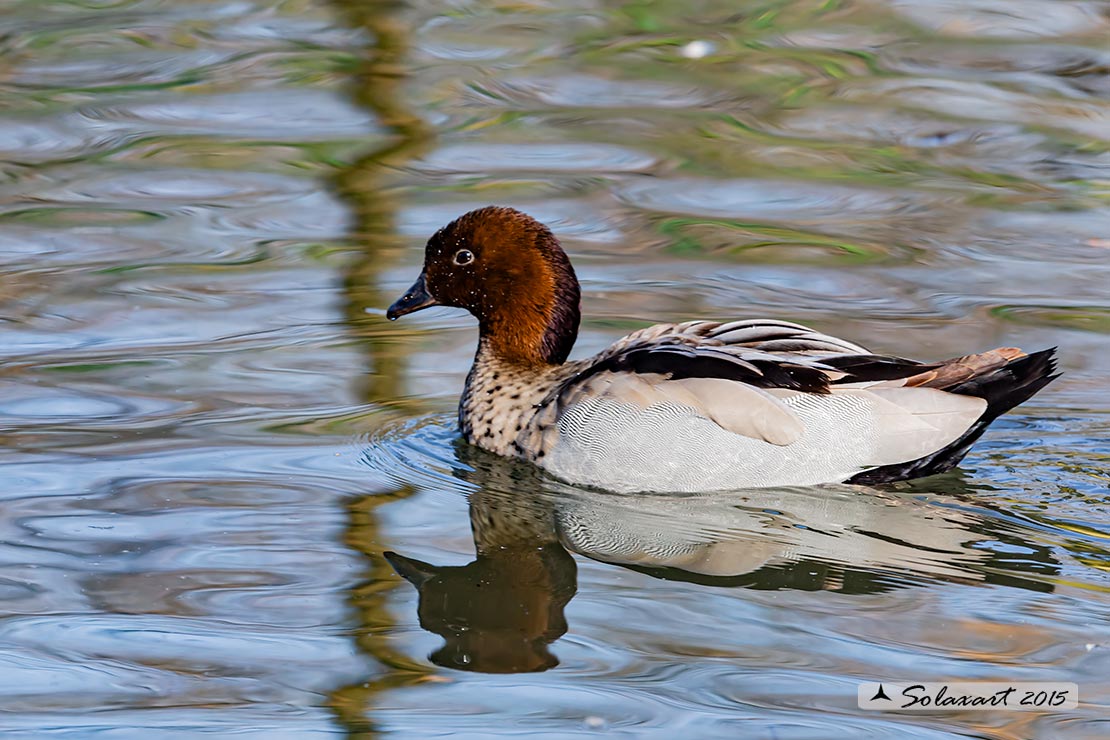 Chenonetta jubata - Anatra crinita - Maned Duck