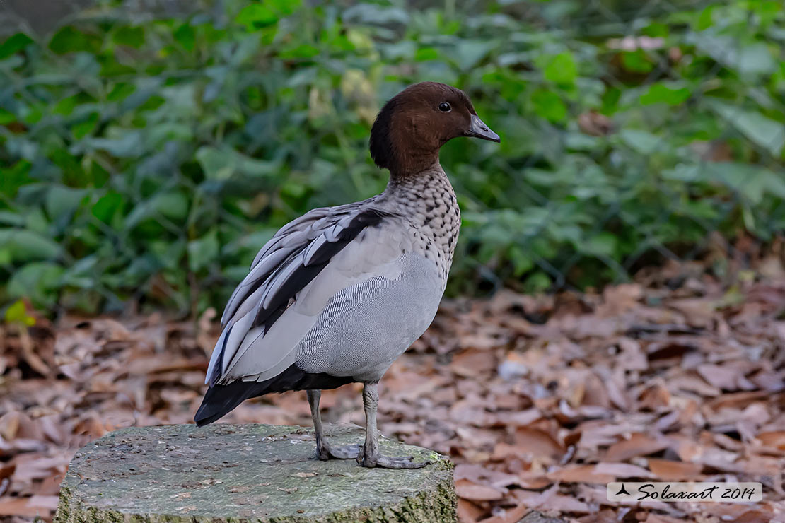 Chenonetta jubata - Anatra crinita - Maned Duck