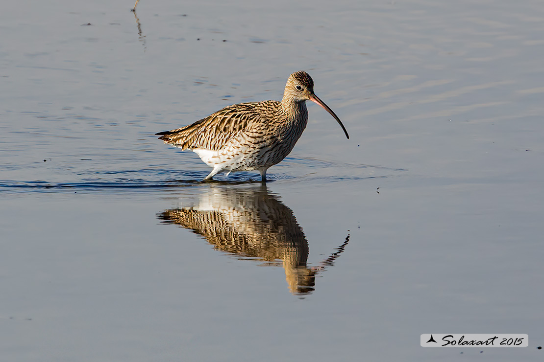 Numenius arquata:  Chiurlo ;  Eurasian curlew