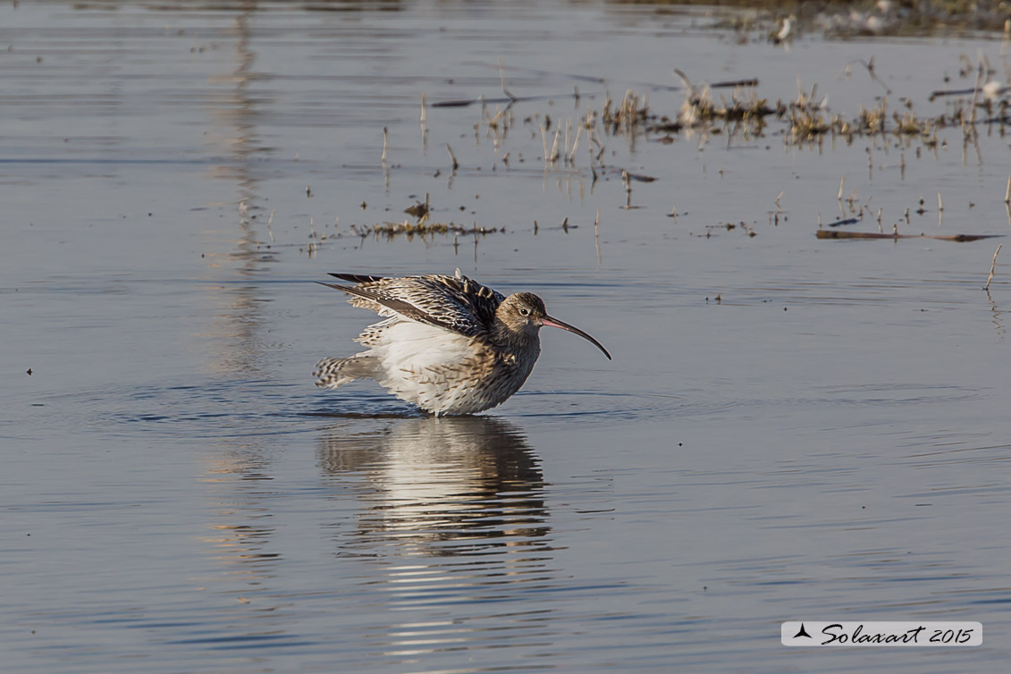 Numenius arquata:  Chiurlo ;  Eurasian curlew