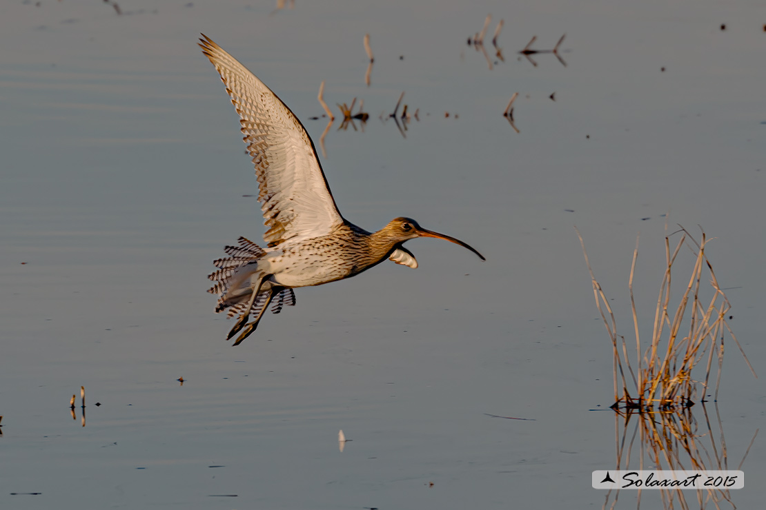 Numenius arquata:  Chiurlo ;  Eurasian curlew